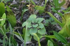 Aeollanthus parvifolius