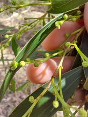 Acacia binervata