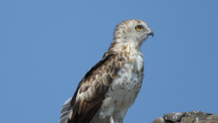 Circaetus gallicus