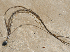 Desmarestia aculeata