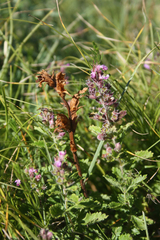 Orobanche teucrii