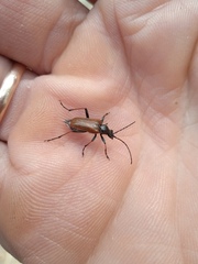 Acmaeops marginata