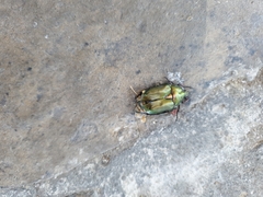 Protaetia cuprea obscura