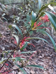 Grevillea oleoides