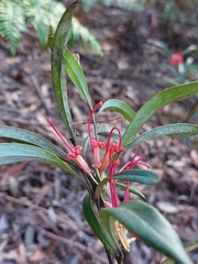 Grevillea oleoides