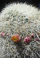 Mammillaria densispina