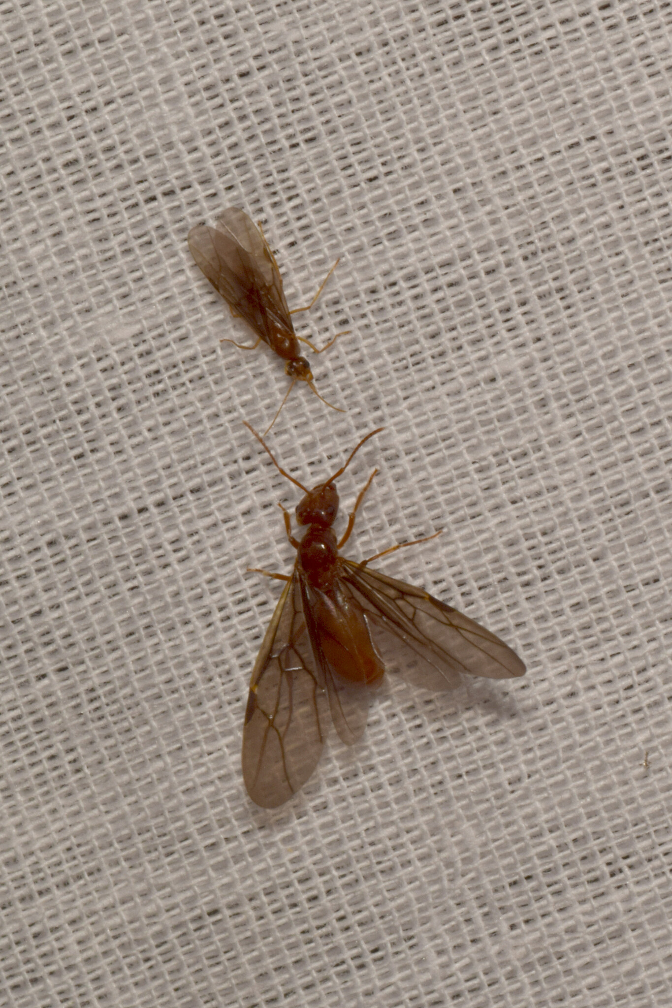 Lasius crinitus