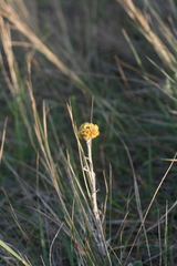 Helichrysum auriceps