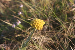 Helichrysum auriceps