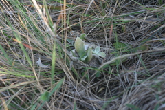 Helichrysum auriceps