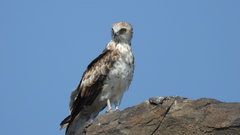 Circaetus gallicus