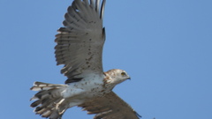 Circaetus gallicus