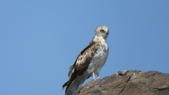 Circaetus gallicus