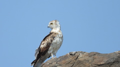 Circaetus gallicus