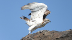 Circaetus gallicus