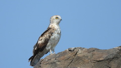 Circaetus gallicus