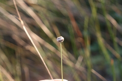 Eriocaulon dregei