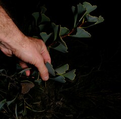 Hakea flabellifolia