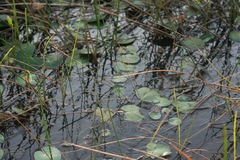 Nymphoides thunbergiana