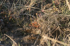 Drosera nidiformis