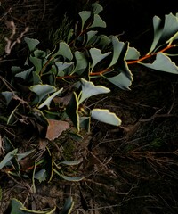 Hakea flabellifolia