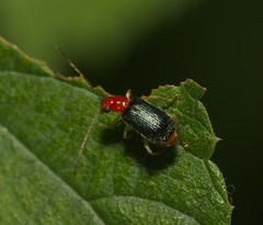 Trichobalya bowringii