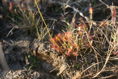 Drosera nidiformis