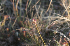 Drosera nidiformis