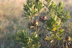 Leucadendron pondoense