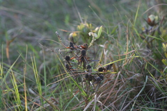 Leucadendron pondoense