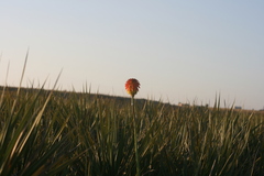 Kniphofia rooperi