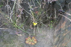 Utricularia prehensilis