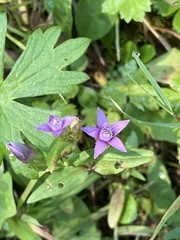 Gentianella germanica