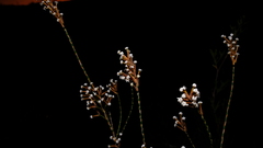Lysinema pentapetalum