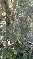 Acacia mearnsii image