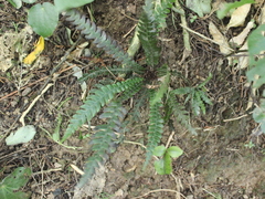 Blechnum × aggregatum