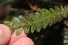 Blechnum × aggregatum