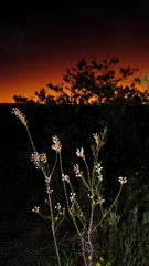 Lysinema pentapetalum