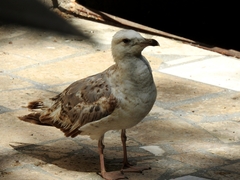 Larus michahellis