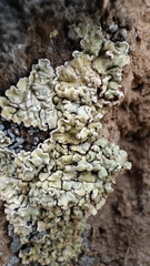 Squamarina lentigera