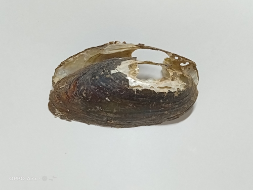 Ptychorhynchus pfisteri