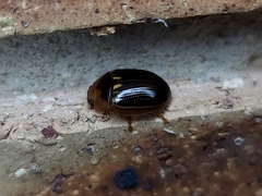 Paropsisterna lineata