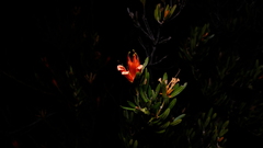 Lambertia multiflora