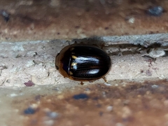 Paropsisterna lineata