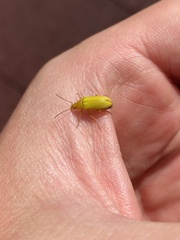 Cteniopus sulphureus