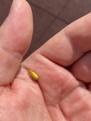 Cteniopus sulphureus
