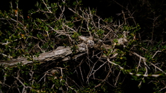 Leptospermum spinescens