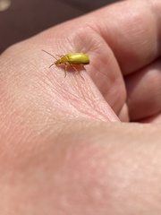 Cteniopus sulphureus