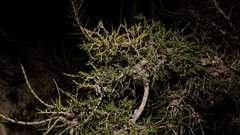 Leptospermum spinescens