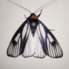 Macrobrochis prasena